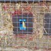 Electrical Boxes in straw bale wall