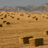 Bales of Straw in the Field