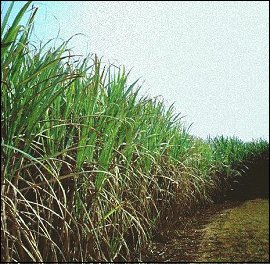 sugar cane in the field